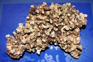 صخره زنده